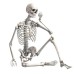 Скелет анатомический 40 см