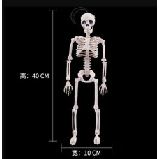 Скелет анатомический 40 см